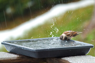 a house sparrow drinking water at a birdbath in the garden at a cold winter day