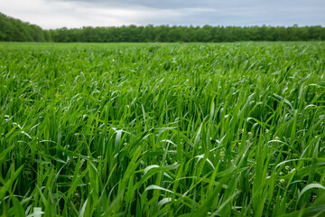 Field of green wheat in spring. Agriculture and farming.