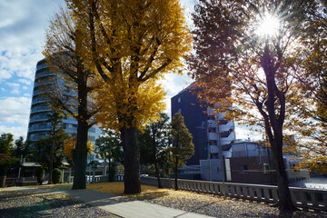 Obraz premium 公園の紅葉と朝日