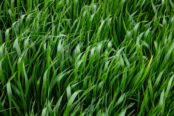 Field of green wheat in spring. Agriculture and farming. Wheat green sprout background.