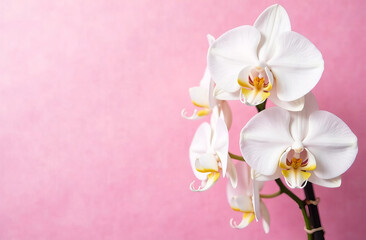 Obraz premium White orchid flowers on pink background, empty space for text, Mother's Day card.