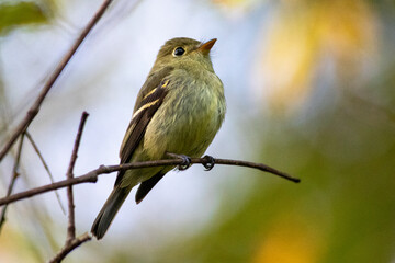 Yellow-bellied Flycatcher on a Branch