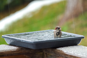 a house sparrow drinking water at a birdbath in the garden at a cold winter day