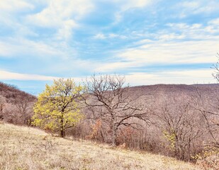 tree in  the mountains 