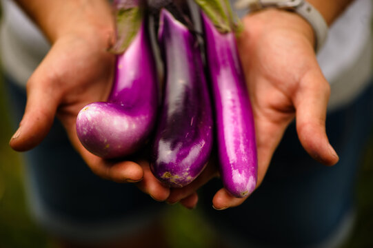 A woman holds three small purple eggplant squash in her hands at a farm in Georgia in late October