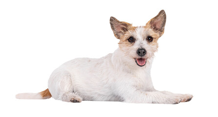 Smiling Jack Russel dog, laying down side ways. Looking towards camera. Mouth open, tongue out. Isolated cutout on a transparent background.