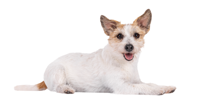 Smiling Jack Russel dog, laying down side ways. Looking towards camera. Mouth open, tongue out. Isolated cutout on a transparent background.