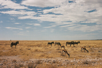 Fototapeta premium Zebra's and antelopes in Namibia, on safari in etosha park