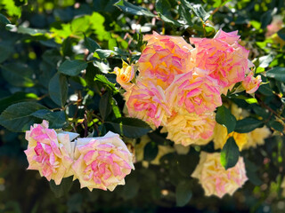 Rose shrub yellow pink flowers in garden.
