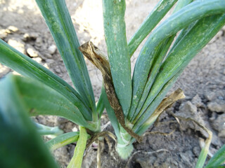 Downy mildew of onion, in natural conditions. growing onions in the field close-up