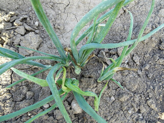 Downy mildew of onion, in natural conditions. growing onions in the field close-up