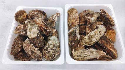 Oysters lie on the counter on ice in store. Oysters for sale at the seafood market.