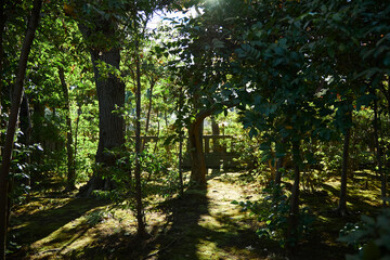 Obraz premium 秋と冬のガーデニング 庭の植物