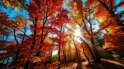 Sunbeams penetrate through the vibrant foliage of a deciduous forest, creating a captivating display of autumnal colors.