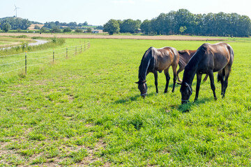 grazing horses