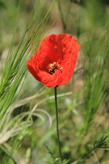 Obraz premium red poppy in the field