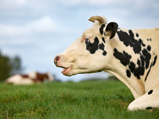 Close up head shot of cow in meadow with open mouth