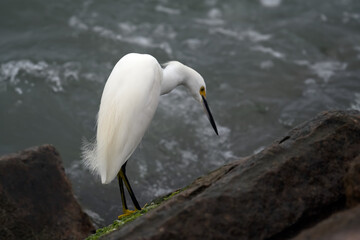Snowy Egret on the Jetty Texas Gulf Coast, wildlife, nature, birds 