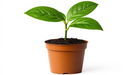 New Growth in a Terracotta Pot 