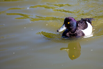 Male Tufted Duck (Aythya fuligula), often found in freshwater lakes, Phoenix Park, Dublin