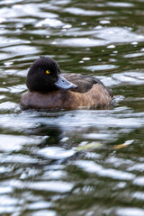 Male Tufted Duck (Aythya fuligula), often found in freshwater lakes, Phoenix Park, Dublin