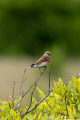 Male Linnet (Linaria cannabina), seen in open habitats like Turvey Nature Reserve, Dublin