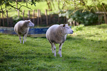 Fototapeta premium Sheep in meadow with old boat on background
