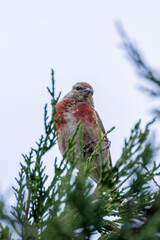 Male Linnet (Linaria cannabina), seen in open habitats like Turvey Nature Reserve, Dublin