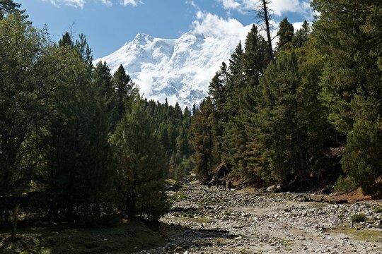 Nature in Fairy Meadows National Park and Nanga Parbat peak. Rakhiot Valley. Himalayas mountains. Gilgit-Baltistan region. Pakistan. Asia.