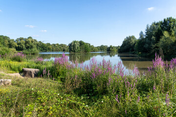 Neckarbiotop Zugwiesen