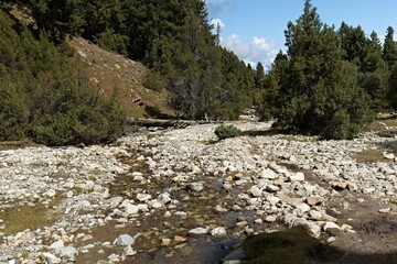 Landscape in Fairy Meadows National Park. Rakhiot Valley. Himalayas mountains. Gilgit-Baltistan region. Pakistan. Asia.