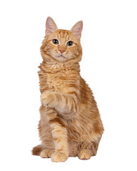Obraz premium Young red house cat, sitting up elegant facing front with one paw lifted up. Looking straight to camera. Isolated cutout on a transparent background.