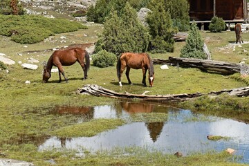 Naklejka premium Horses in Behal village, located on the trekking route from Fairy Meadows to Nanga Parbat Base Camp. Rakhiot Valley. Himalayan Mountains. Gilgit-Baltistan. Pakistan. Asia.