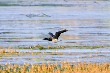 Brent Goose (Branta bernicla), common in coastal wetlands like Bull Island, Dublin