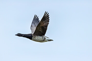 Brent Goose (Branta bernicla), common in coastal wetlands like Bull Island, Dublin