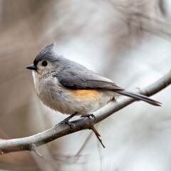 Obraz premium Tufted Titmouse (Baeolophus bicolor), common in woodlands of eastern USA, Central Park, New York