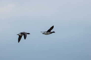 Brent Goose (Branta bernicla), common in coastal wetlands like Bull Island, Dublin