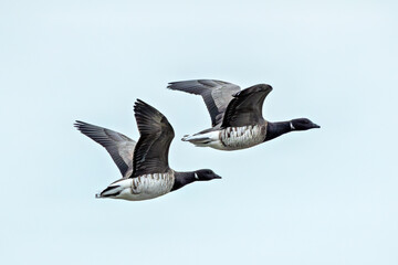 Brent Goose (Branta bernicla), common in coastal wetlands like Bull Island, Dublin