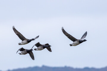 Brent Goose (Branta bernicla), common in coastal wetlands like Bull Island, Dublin