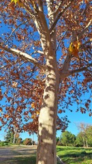 Obraz premium Paisajes del otoño