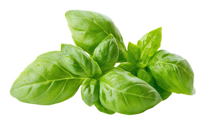 Fototapeta premium Fresh green basil leaves, isolated on transparent cutout background 
