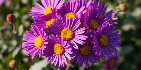 A cluster of vibrant purple flowers with bright yellow centers, bathed in warm sunlight, showcasing the intricate details of nature's beauty