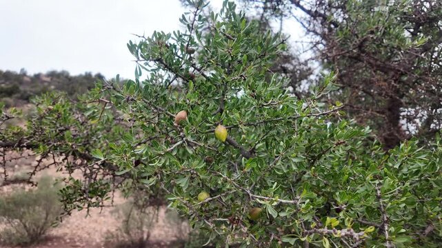 Majestic Argan Tree Iconic Argan Forest for Argan Oil Production in Agadir, Morocco
