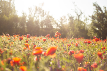 red poppy flower
