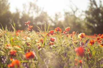 Vibrant Poppy Field in Full Bloom