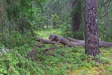  Broken dry tree trunk in the forest of Valaam Island.                              