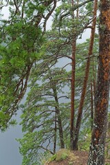  View of the lake through the crowns of pine trees, Valaam Island.                              