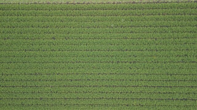Drone. Vista su Campo di finocchi in raccolta