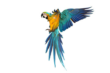 Fototapeta premium Colorful flying Blue and Gold Macaw parrot isolated on transparent background png file 