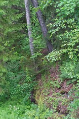  Trees on the slope of a rocky hill, Valaam Island.                              